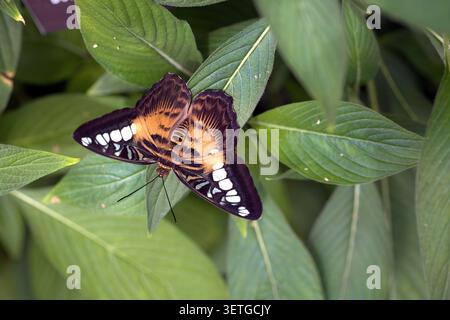 Orange Clipper Butterfly (Parthenos sylvia) zeigt seine verzierten braunen und weißen Flügel, während er auf grünen spitzen Blättern ruht. Stockfoto