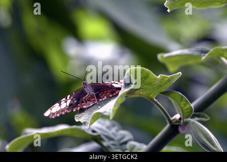 Ein aus einem niedrigen Winkel gesehener Schmetterling, offen geflügelt auf einem grünen Gartenblatt unter weichem Licht. Stockfoto