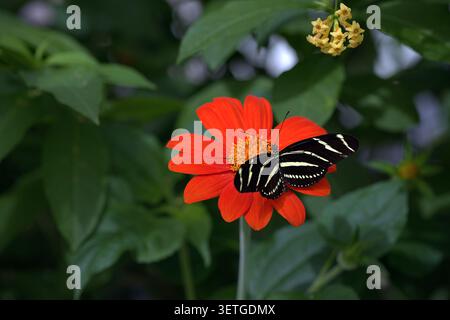 Zebra Longwing Butterfly (Heliconius charithonia) mit markanten schwarz-weißen Streifen, die von einer leuchtenden orange mexikanischen Sonnenblume ernährt werden. Stockfoto