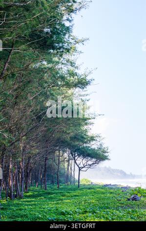 Wunderschöner Küstenkiefernwald mit üppiger grüner Bodendecke unter einem dichten Baldachin, der sich entlang einer trüben, friedlichen Meeresküste erstreckt Stockfoto