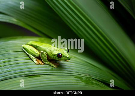 Nahaufnahme eines Rotaugen-Baumfrosches (Agalychnis callidryas) auf einem breiten grünen Blatt, Costa Rica Stockfoto