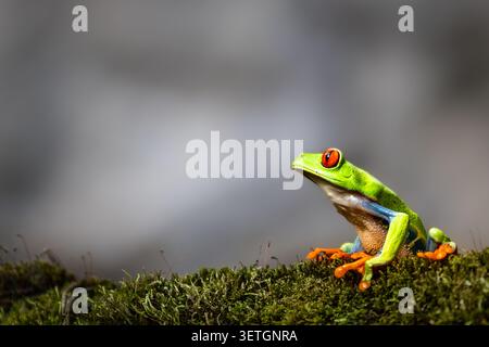 Rotäugiger Baumfrosch (Agalychnis callidryas) sitzt auf einem moosbewachsenen Baumstamm und schaut in den tropischen Regenwald von Costa Rica hinauf. Stockfoto