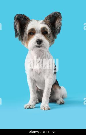 Süßer Biewer Terrier Hund sitzt auf blauem Hintergrund Stockfoto