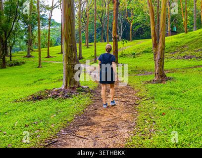 Weibliche Wanderer auf dem Trail durch den Rainbow Eucalyptus Tree Forest im Keahua Forest Arboretum, Kauai, Hawaii, USA Stockfoto