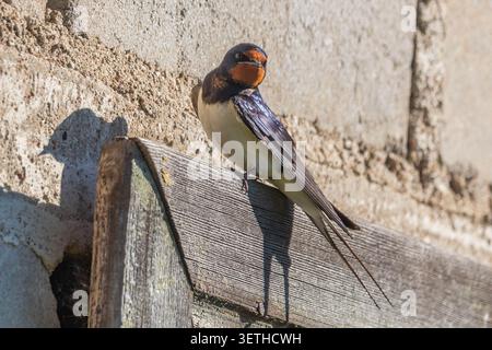 Scheunenschwalbe auf verwittertem Holz neben einer alten Steinmauer, beleuchtet von warmem Sonnenlicht, mit lebendigem Gefieder und langem Schwanz. Stockfoto