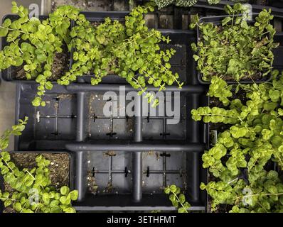 Setzlinge und Starterpflanzen werden von oben in einer Verkaufseinrichtung in einem Gartencenter angezeigt Stockfoto