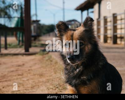 Flauschiger Schäferhund sitzt auf einem unbefestigten Weg. Sein braun-schwarzer Mantel sieht weich und gepflegt aus. Der Hund blickt mit ruhiger Kuriosität direkt in die Kamera Stockfoto