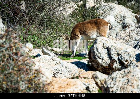Wilde Steinböcke oder Bergziegen, die auf grüner Vegetation zwischen Kalksteinfelsen und Sträuchern im Naturpark El Torcal de Antequera in Andalusien, Spanien, un weiden Stockfoto