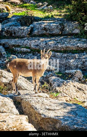 Iberischer Steinbock auf sonnendurchfluteten Kalksteinfelsen im El Torcal Naturpark, Andalusien, Spanien. Wilde Bergziege in felsiger mediterraner Landschaft mit Stockfoto
