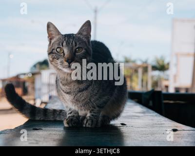 Graue Tabby-Katze sitzt auf einer Holzfläche. Sein Fell zeigt markante Streifen. Die Ohren stehen wachsam. Die Augen blicken direkt auf die Kamera. Sonnenlicht hebt seine f Stockfoto