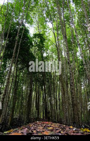 Pfad bedeckt mit abgefallenen trockenen Blättern in einem dichten Mangrovenwald Stockfoto