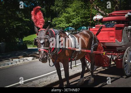 New York City, USA – 16. Juni 2026: Traditionelle Pferdekutsche wartet neben dem Central Park in Manhattan. Stockfoto