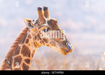 Eine Nahaufnahme einer männlichen Giraffe mit Zunge im pilanesberg-Nationalpark in Südafrika Stockfoto