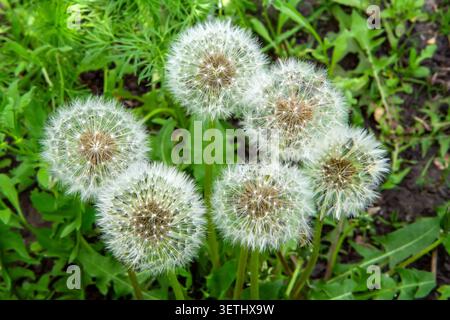 Weiße flauschige Löwenzahnsamen auf einer Rodung im Gras. Reife Löwenzahnblüten aus der Nähe. Stockfoto