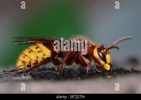 Hornisse Vespa crabro Stockfoto