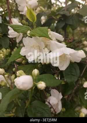 Jasminblumen blühen an sonnigen Sommertagen, Nahaufnahme. Stockfoto