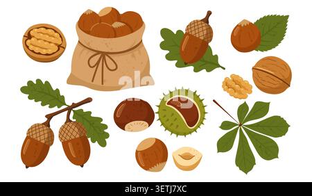 Herbstnüsse und Samen Vektor-Kollektion mit Walnüssen Haselnüssen Eicheln und Kastanien flach Stock Vektor