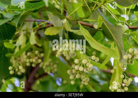 Nahaufnahme einer Linde (Lindenholz, Linde, tilia) und ihrer Früchte. Stockfoto