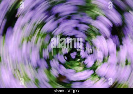 Abstrakter Wirbel aus violetten Blumen und grünen Blättern in Bewegung, die einen traumhaften Frühlingshintergrund mit sanften Farben, kreisenden Bewegungen und künstlerischen Elementen schaffen Stockfoto