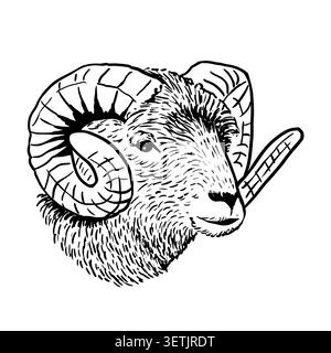 Zeichnung im Skizzenstil RAM. Nutztier Retro-Vektor handgezeichnete Illustration. Schafporträt. Lammkopf Stock Vektor