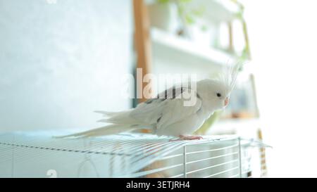 Weißer Kakadienpapagei sitzt auf dem Tisch neben einer Zimmerpflanze im Topf, niedlicher Haustier-Vogel. Stockfoto