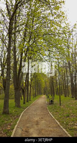 Leerer Feldweg, der sich durch einen grünen Waldpark mit hohen Frühlingsbäumen schlängelt. JPG Stockfoto