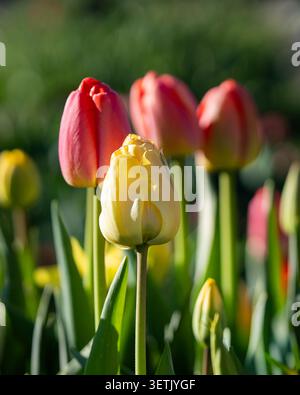 Gelbe und rote Tulpen leuchten im warmen Frühlingssonnenlicht, erfasst mit geringer Schärfentiefe in einer farbenfrohen Gartenausstellung. Stockfoto