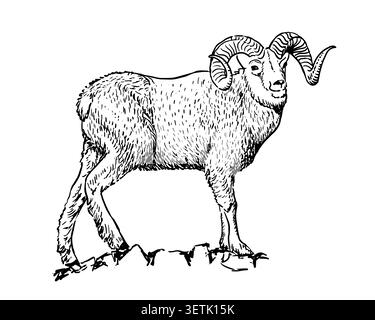 Zeichnung im Skizzenstil RAM. Nutztier Retro-Vektor handgezeichnete Illustration. Schafe stehen Stock Vektor