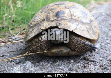 Nahaufnahme einer wilden Schildkröte, die auf einer Kiesoberfläche ruht, mit unscharfem grünem Gras im Hintergrund. Stockfoto