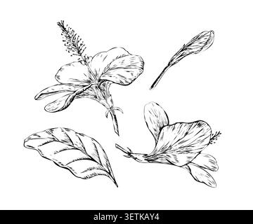Hibiskus-Blumenelemente Set handgezeichnete Strichzeichnung. Schwarze Tintenkollektion mit Blüten, Knospen und Blättern auf weiß für nahtloses Textilmuster Stock Vektor
