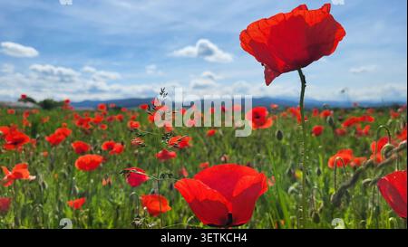 Markanter Roter Mohn, der sich über einem Mohnfeld gegen einen blauen Himmel in der Schweizer Natur erhebt Stockfoto