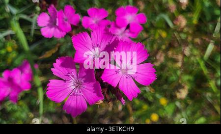 Gruppe von hellrosafarbenen Kartäuserrosa Blumen in der Schweizer Natur Stockfoto