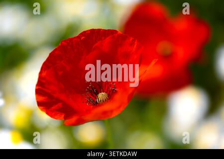 Papaverrhoeas oder Mohn, Maismohn, Maisrose oder Rotmohn ist eine jährlich auftretende krautige Pflanzenart der Mohnfamilie Papaveracea Stockfoto