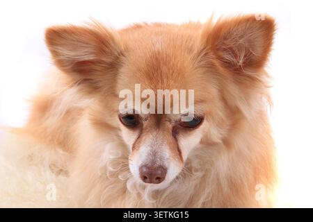 Porträt des kleinen chihuahua isoliert auf weißem Hintergrund Stockfoto