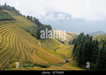 Mehrschichtige Reisfelder, die sich über Berghänge unter weichem Nebel erstrecken Stockfoto