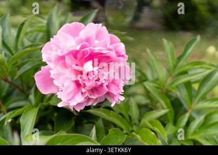 Elegante Pfingstrosenblüten mit mehrschichtigen Blütenblättern und lebhaften Frühlingsfarben im Garten Stockfoto