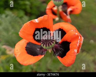 Hellrote Mohnblüte, die sich vor weichem grünem Hintergrund in der Frühlingslandschaft abhebt Stockfoto