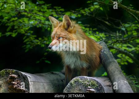 Rotfuchs (Vulpes vulpes), der in der Abenddämmerung auf Holzhaufen steht Stockfoto