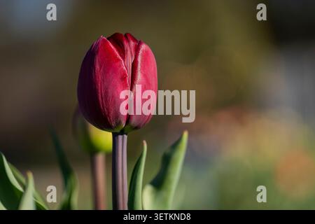 Nahaufnahme einer tiefen burgunderroten Tulipa „Onkel Tom“-Tulpe, die im warmen Sonnenlicht leuchtet, mit weichem Bokeh und einem farbenfrohen Frühlingsgarten. Stockfoto