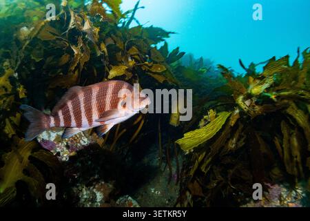 Red Moki/Banded Morwong (Chirodactylus spectabilis) schwimmen an Algen in Rocky Bay, Wellington, Neuseeland Stockfoto