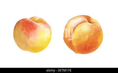 Eine handgezeichnete Aquarellillustration mit zwei ganzen Reifen Pfirsichen. Diese botanische Clipart-Kollektion zeigt saftige orange, gelbe und rote Früchte Stockfoto