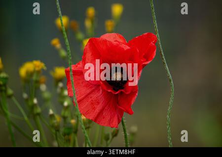 hellrote Amaryllisblume auf einem Feld mit Gänseblümchen Stockfoto