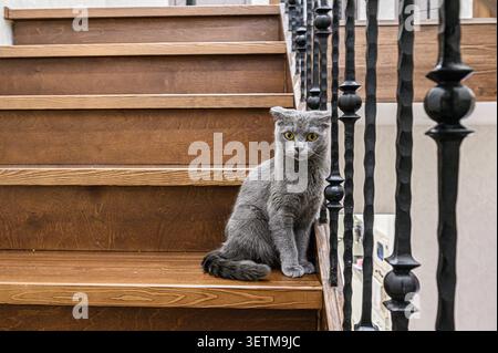 Eine graue Scottish Fold Katze mit gelben Augen sitzt auf einer Holztreppe neben verzierten schwarzen Eisengeländern und schaut in die Kamera Stockfoto