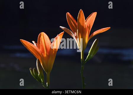 Zwei orange Taglilienblüten, hinterleuchtet auf dunklem Hintergrund mit Knospen und zarten Blütenblättern, in der Nähe der kleinen Donau, Slowakei Stockfoto