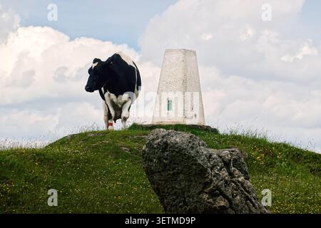 Ein skurriler Blick auf eine schwarz-weiße Kuh, die neben der TrigPoint-Säule auf dem Gipfel der Harboro Rocks in Derbyshire, England steht. Stockfoto