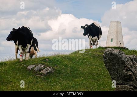 Ein skurriler Blick auf eine schwarz-weiße Kuh, die neben der TrigPoint-Säule auf dem Gipfel der Harboro Rocks in Derbyshire, England steht. Stockfoto