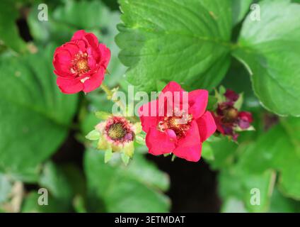 Eine Nahaufnahme von Erdbeere 'Summer Breeze Rose' Stockfoto