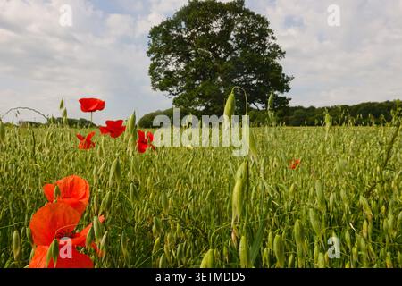 Eine kleine Gruppe roter Mohnblumen blüht in einem grünen Haferfeld mit einsamer reifer Eiche in der Nähe von Yeldersley, Derbyshire, England. Stockfoto