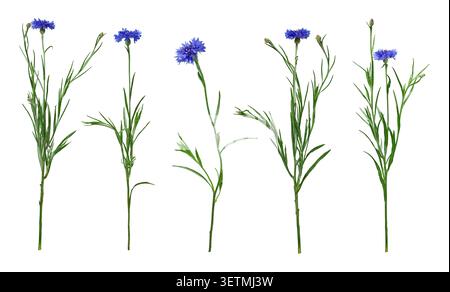 Satz blauer Kornblumen isoliert auf weißem Hintergrund. Wilde Centaurea-Cyanus-Pflanzen mit Blüten, Knospen und grünen Stielen in natürlicher Form. Stockfoto