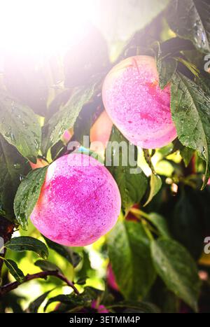 Pinkfarbene Pflaumen hängen reif zwischen üppig grünen Blättern. Regentropfen glitzern auf Obst und Laub. Das Sonnenlicht wird durchfiltert und hebt die saftige Textur hervor. Lebendige Co Stockfoto